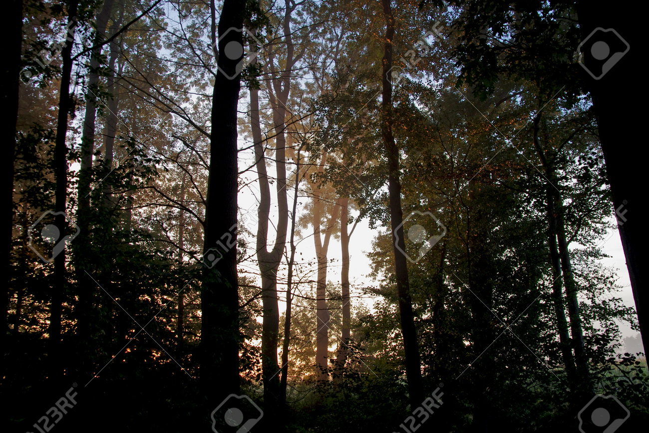 Atmospheric mood in the forest, the silhouettes of the trees appear in a special light - 161668124 Atmospheric mood in the forest, the silhouettes of the trees appear in a special light - 161668124
