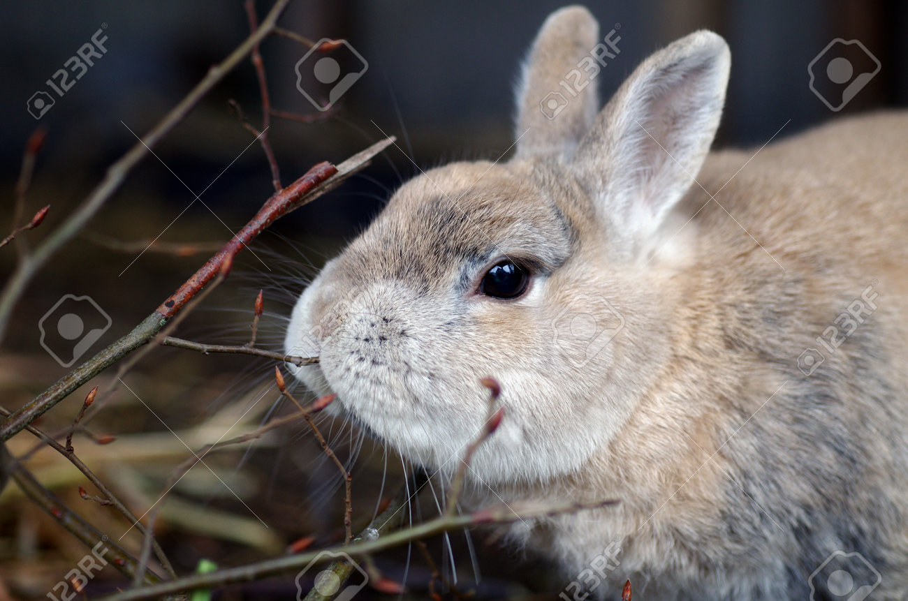 a rabbit nibbles on fresh branches, closeup - 161668125 a rabbit nibbles on fresh branches, closeup - 161668125