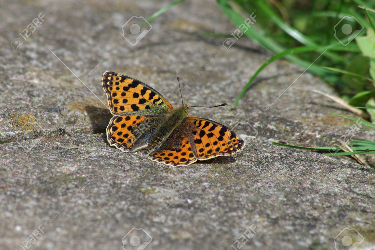 an orange-colored, small butterfly is sitting on the ground and has spread its wings - 161890332 an orange-colored, small butterfly is sitting on the ground and has spread its wings - 161890332