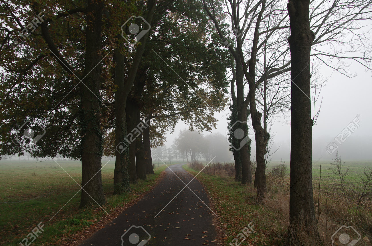 A country road in autumn with fog and autumn leaves on the asphalt - 162025693 A country road in autumn with fog and autumn leaves on the asphalt - 162025693