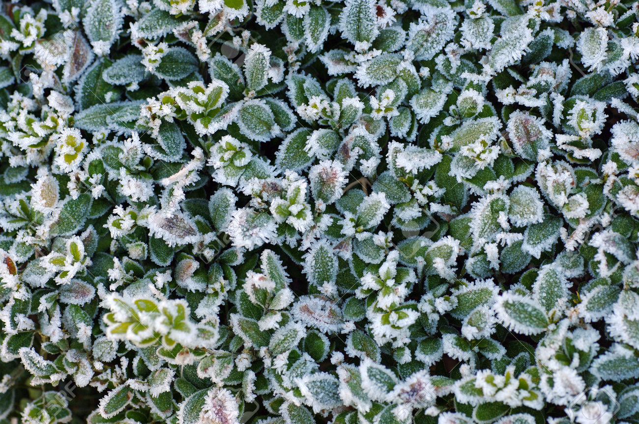 the hedge of a boxwood covered with frost in winter - 162869804 the hedge of a boxwood covered with frost in winter - 162869804
