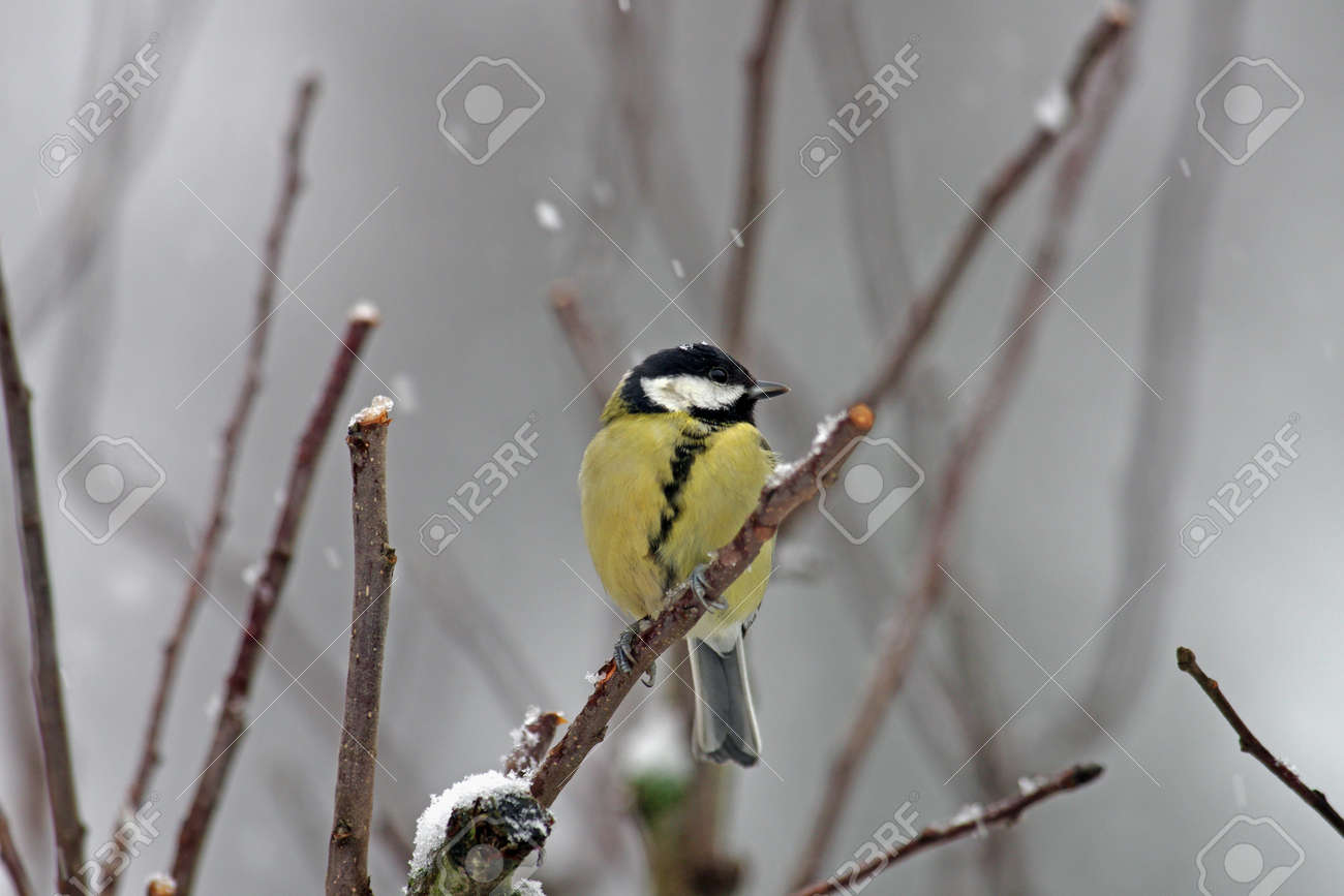 it is snowing and a great tit is sitting on a branch - 163823665 it is snowing and a great tit is sitting on a branch - 163823665