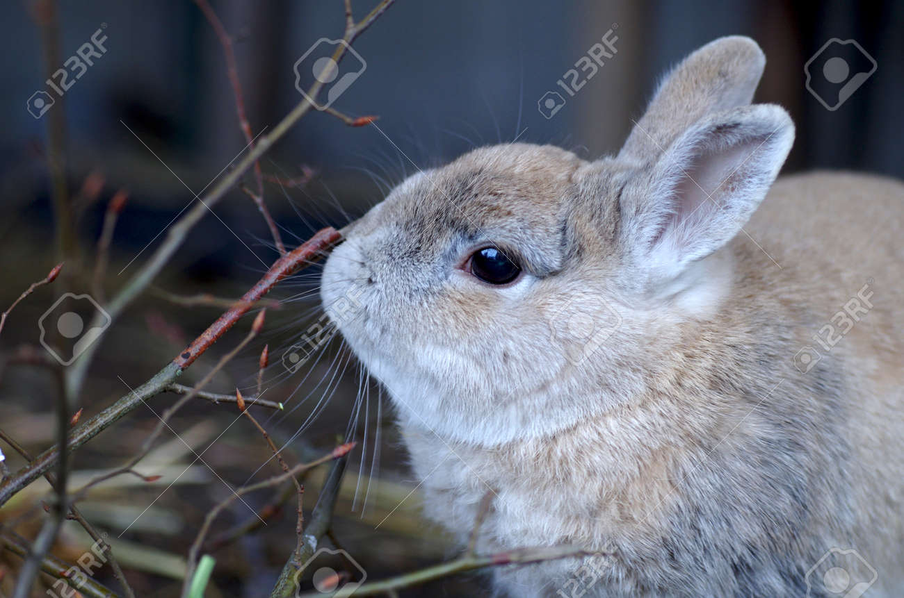 portrait of a cute rabbit nibbling on branches - 163833805 portrait of a cute rabbit nibbling on branches - 163833805