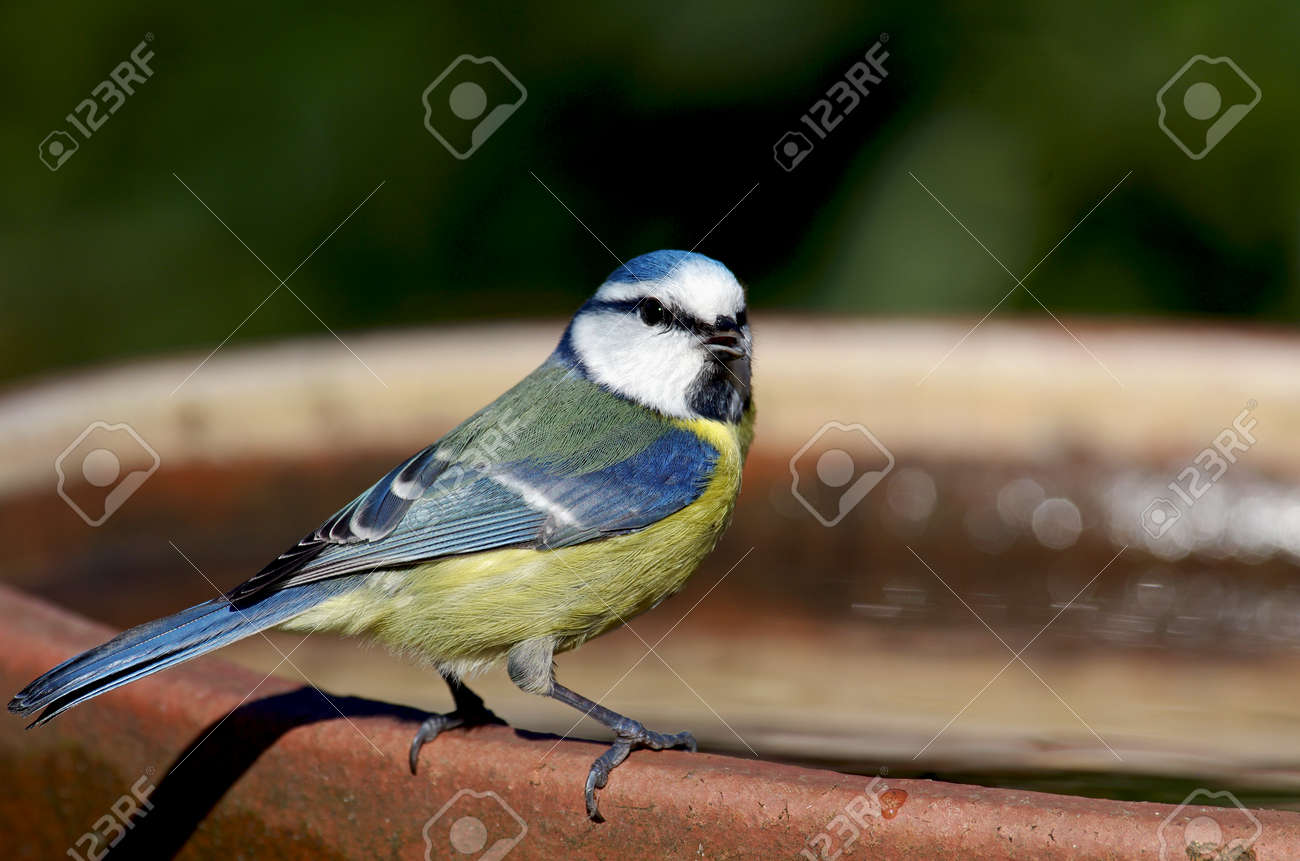 a blue tit with a slightly open beak looks straight into the camera - 164301737 a blue tit with a slightly open beak looks straight into the camera - 164301737