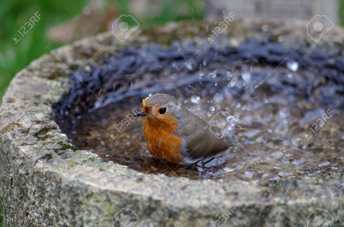 the bird bath for drinking and bathing, the robin lets the water splash - 165226470 the bird bath for drinking and bathing, the robin lets the water splash - 165226470