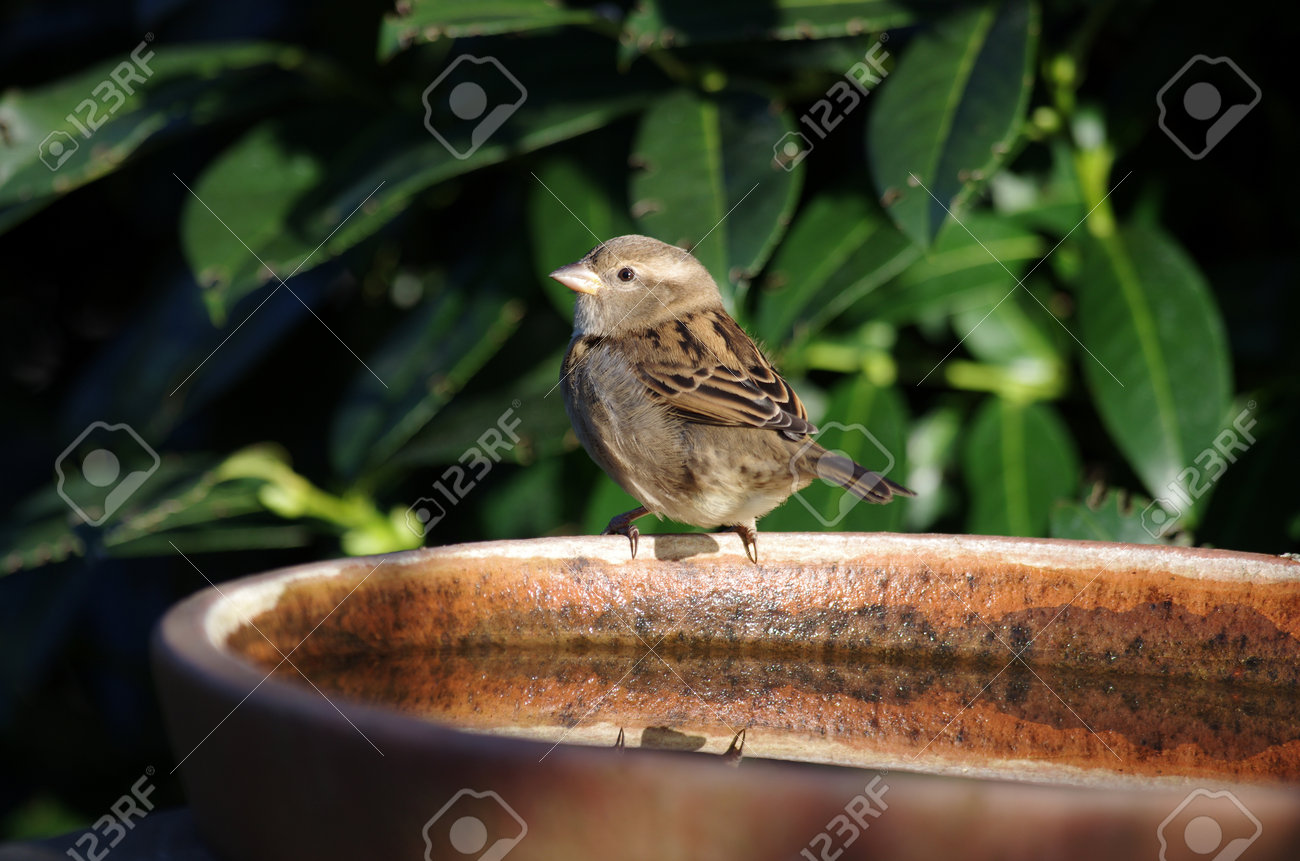 the little sparrow sits on the bird bath in the sunlight - 167326930 the little sparrow sits on the bird bath in the sunlight - 167326930