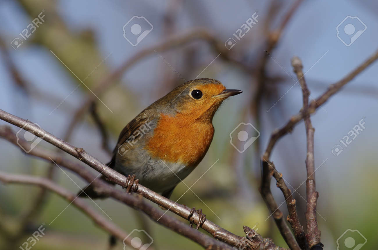 the robin, a close-up of the colorful songbird - 167326920 the robin, a close-up of the colorful songbird - 167326920