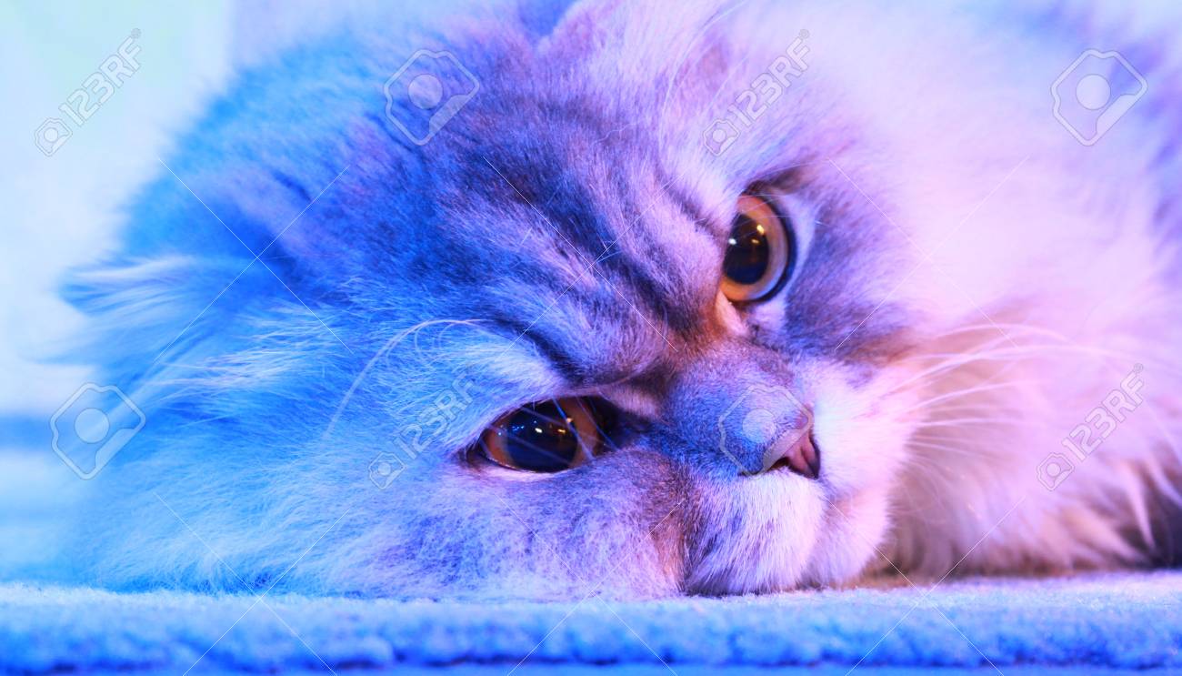 etiam-dictum-ipsum-a-felis