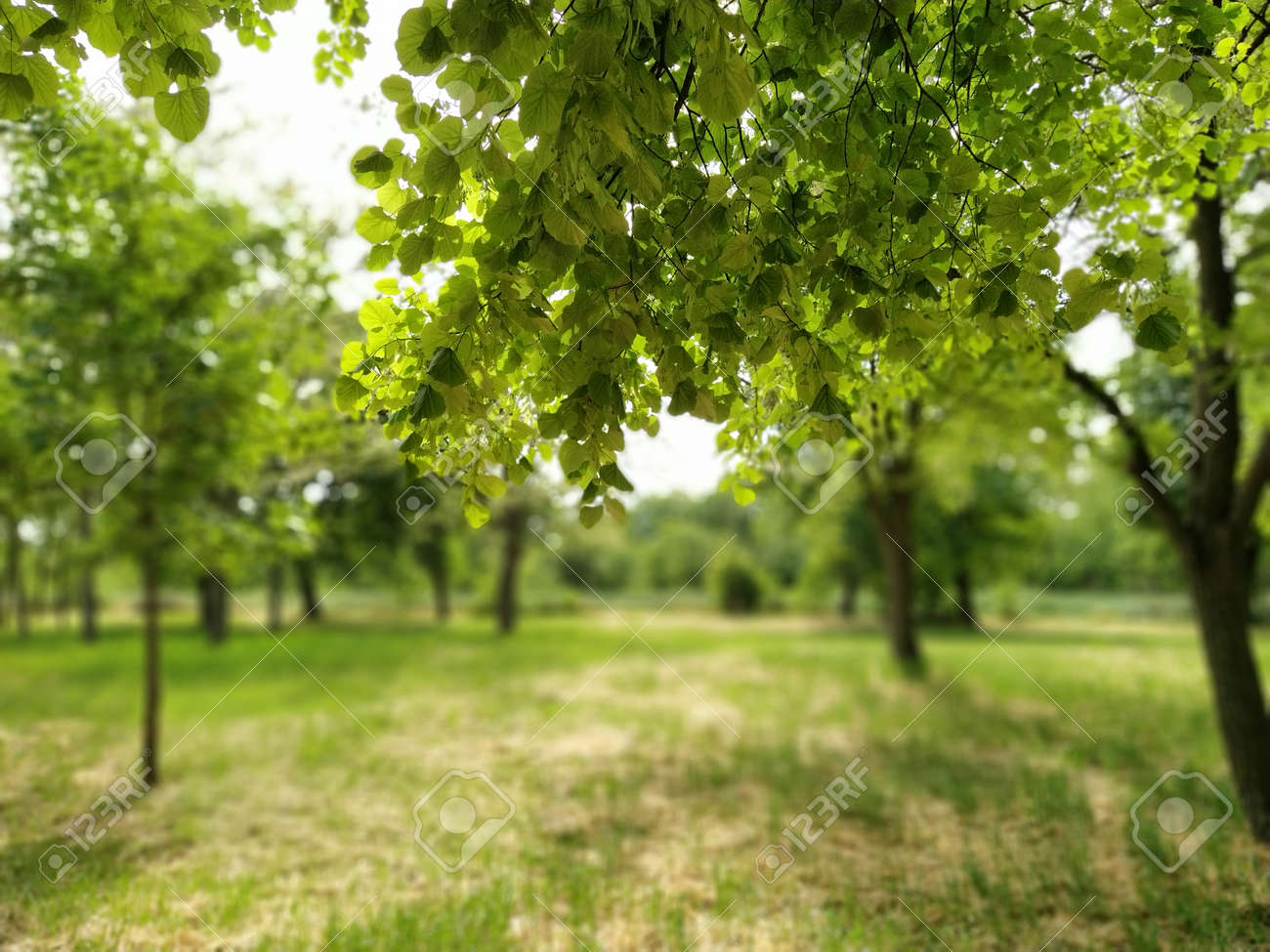 Beautiful deciduous forest. Fragrant linden flowers. Photograph taken from under a large branch of linden. Bright green foliage. Blurred bokeh in the background - 155526994 Beautiful deciduous forest. Fragrant linden flowers. Photograph taken from under a large branch of linden. Bright green foliage. Blurred bokeh in the background - 155526994