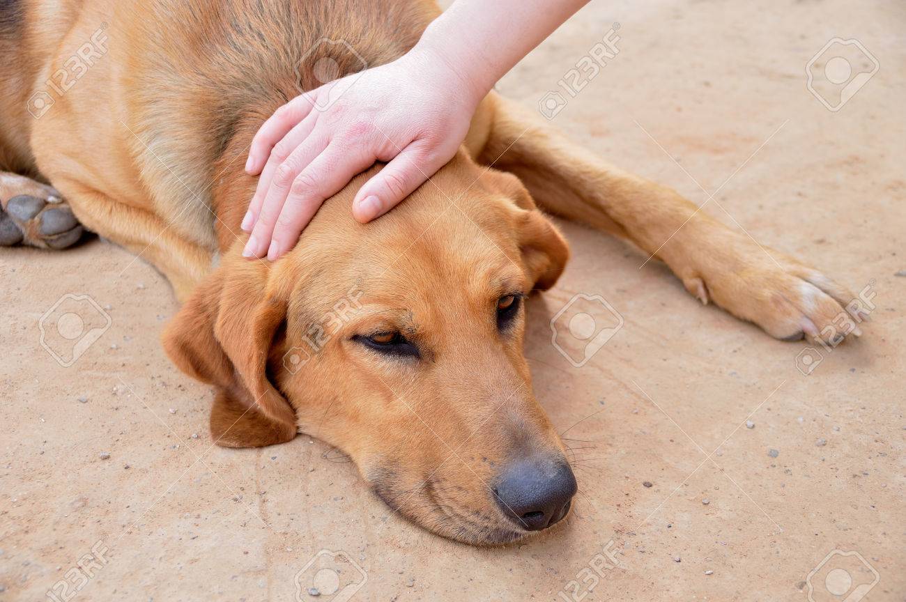 人の手が放棄し 病気の犬をなでる の写真素材 画像素材 Image 人の手が放棄し 病気の犬をなでる の写真素材 画像素材 Image