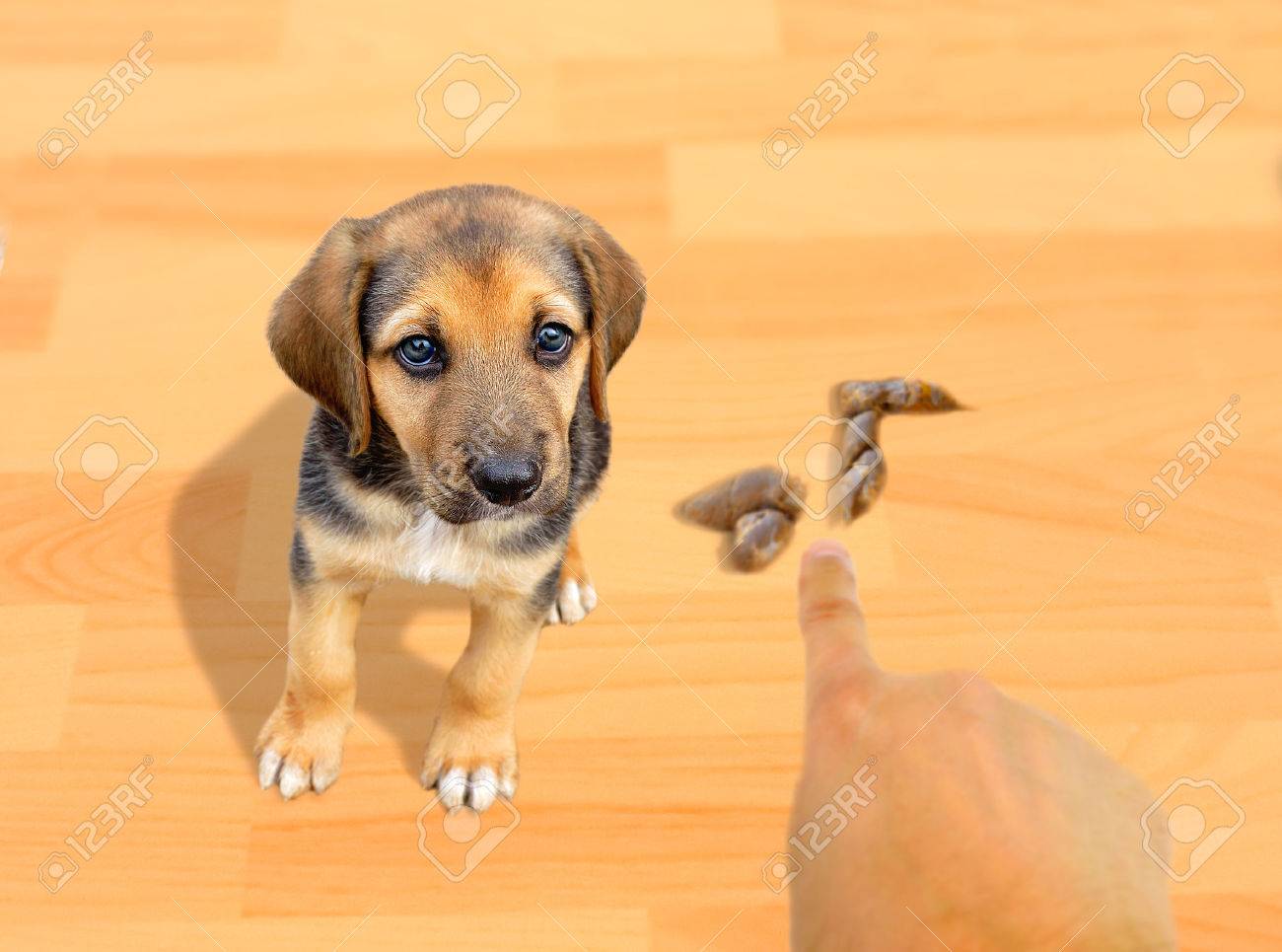 寄せ木細工の床 自宅で犬を叱る人排便します の写真素材 画像素材 Image