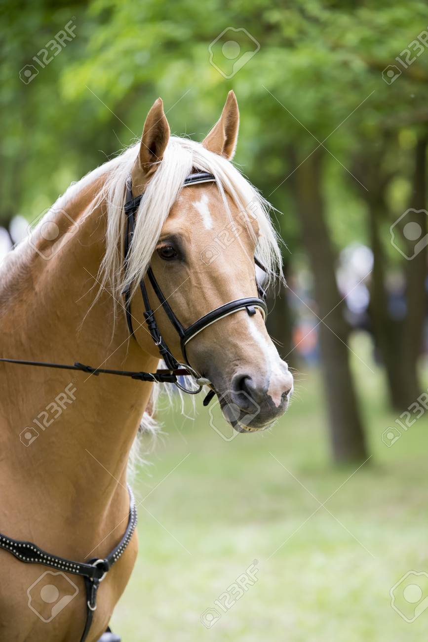 cheval palomino