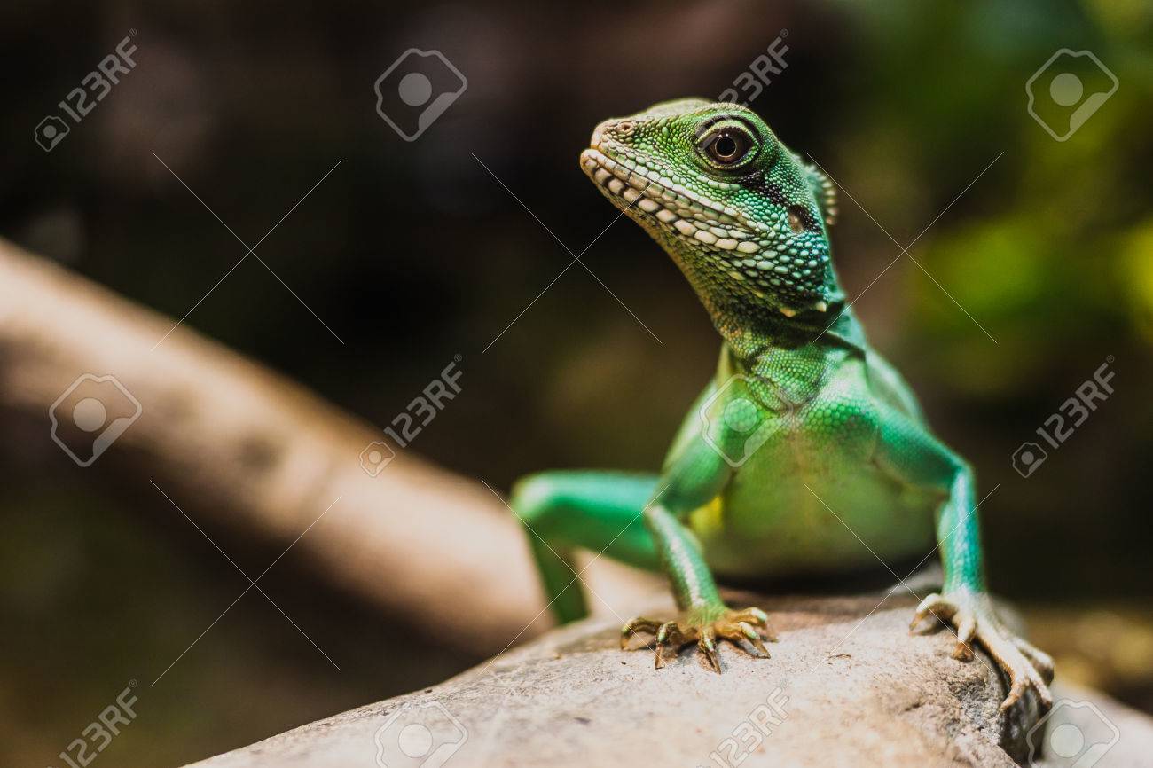 中国水ドラゴン ウォータードラゴン属 Cocincinus の として知られているアジア水竜は タイは水竜と緑水竜です の写真素材 画像素材 Image