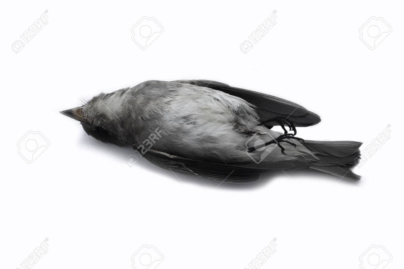 Morts Fond Des Oiseaux Dans La Nature Isolé Oiseau Mort Sur Blanc