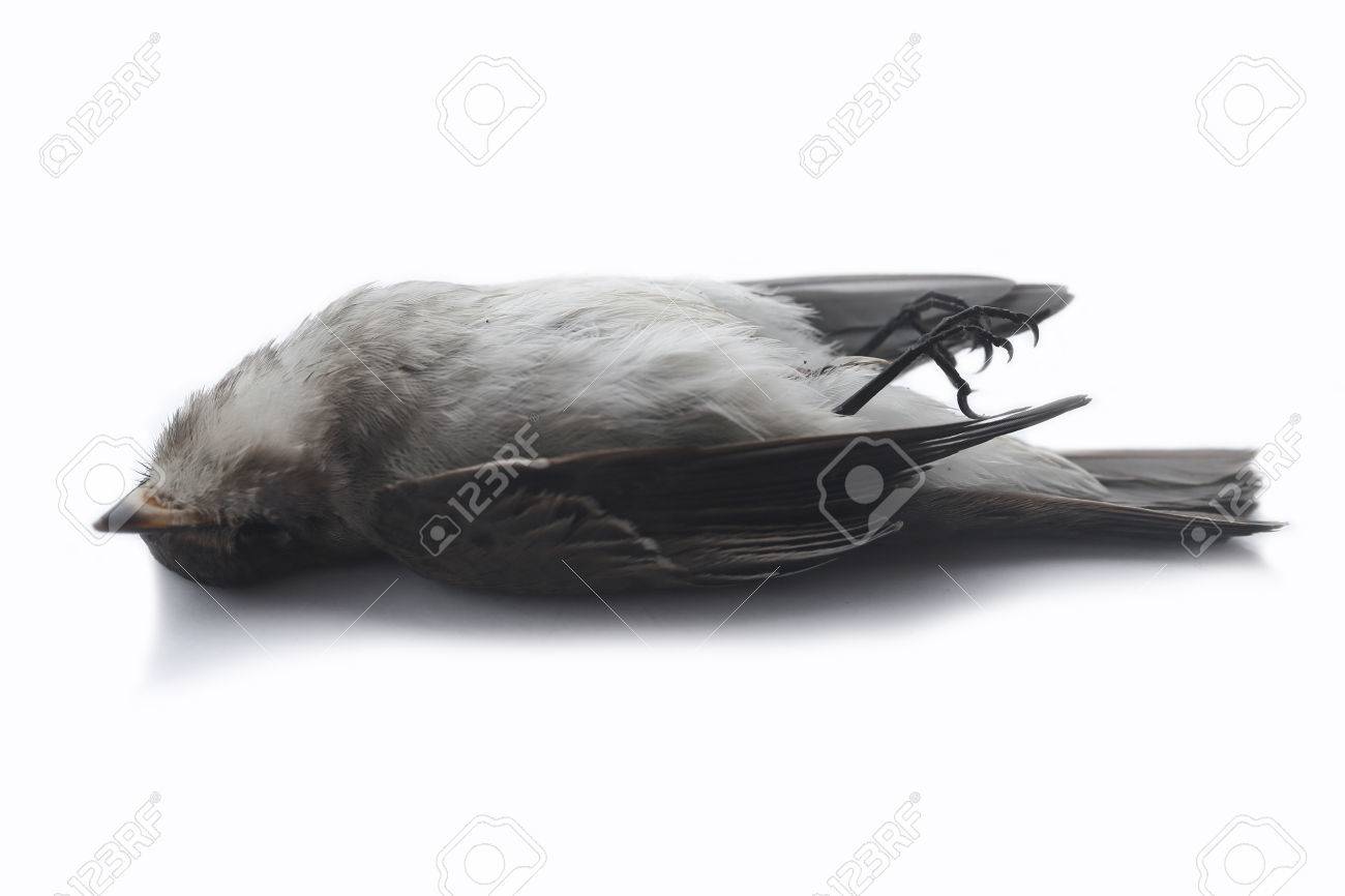 Morts Fond Des Oiseaux Dans La Nature Isolé Oiseau Mort Sur Blanc
