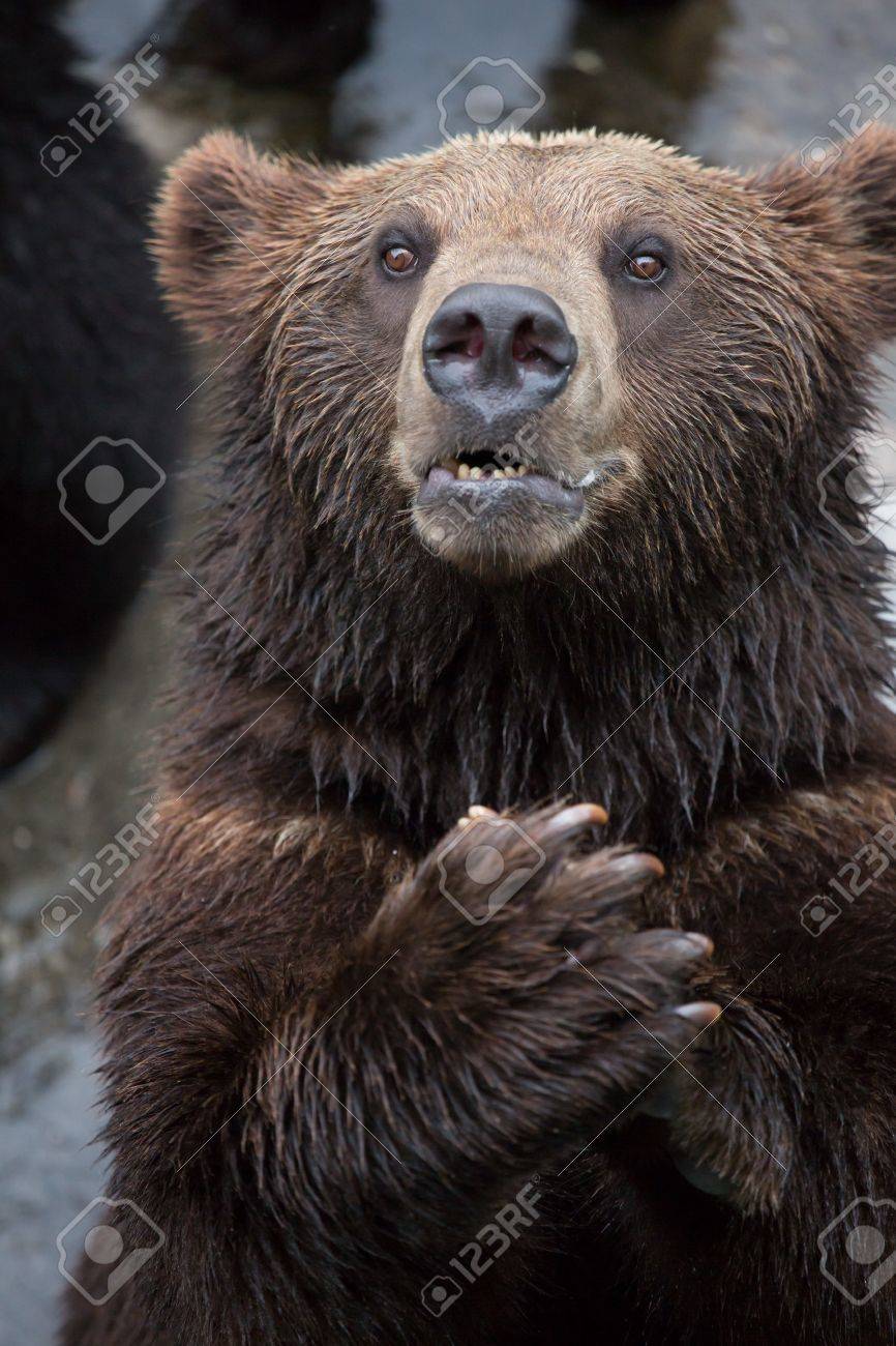 Brown Bear Puts The Palm Together Stock Photo Picture And Royalty Free Image Image 15553000