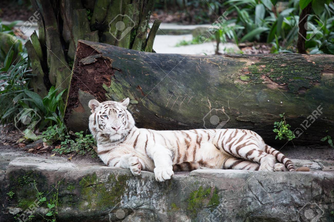 動物園のホワイトタイガー の写真素材 画像素材 Image