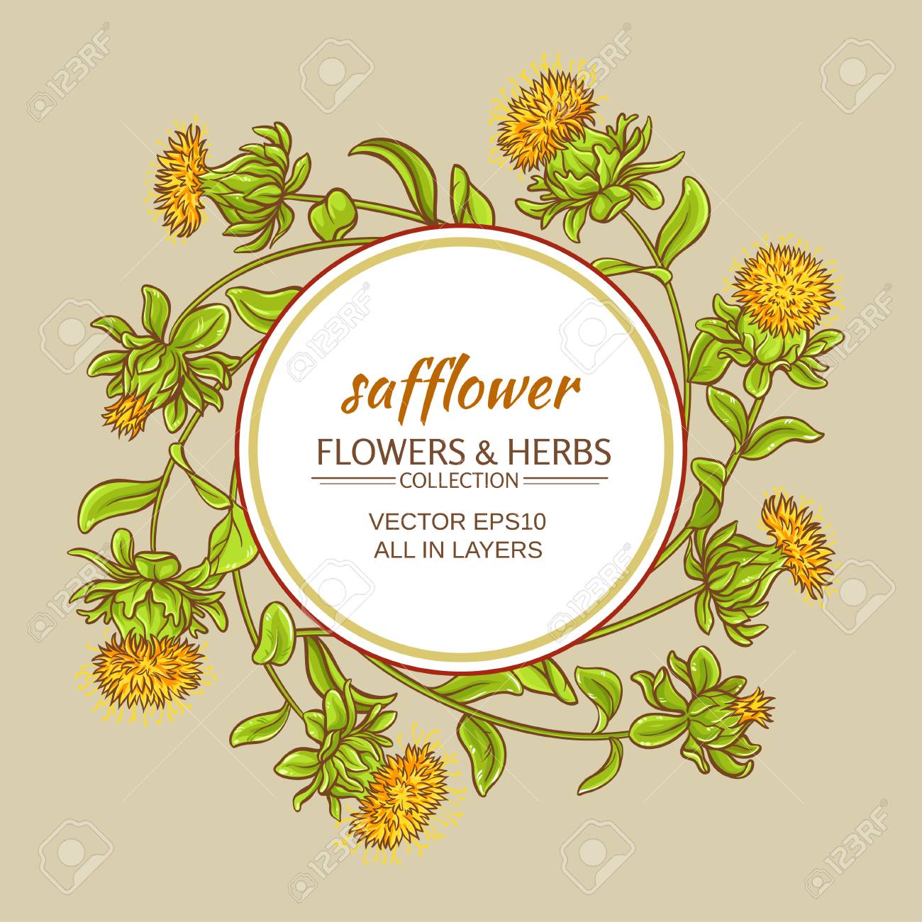 safflower plant vector frame on color background royalty free safflower plant