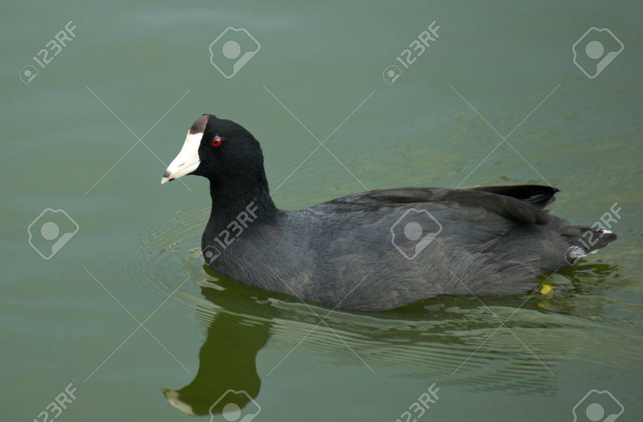 La Foulque Damérique Est Un Oiseau Noir Aux Yeux Rouges Et Le Bec Blanc Connu à Lhabitat Des Marais Du Pacifique