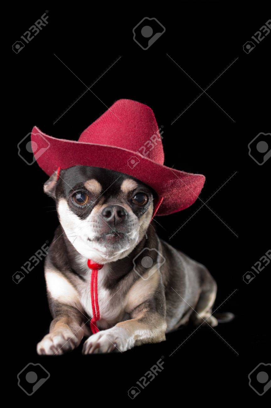 chihuahua with cowboy hat