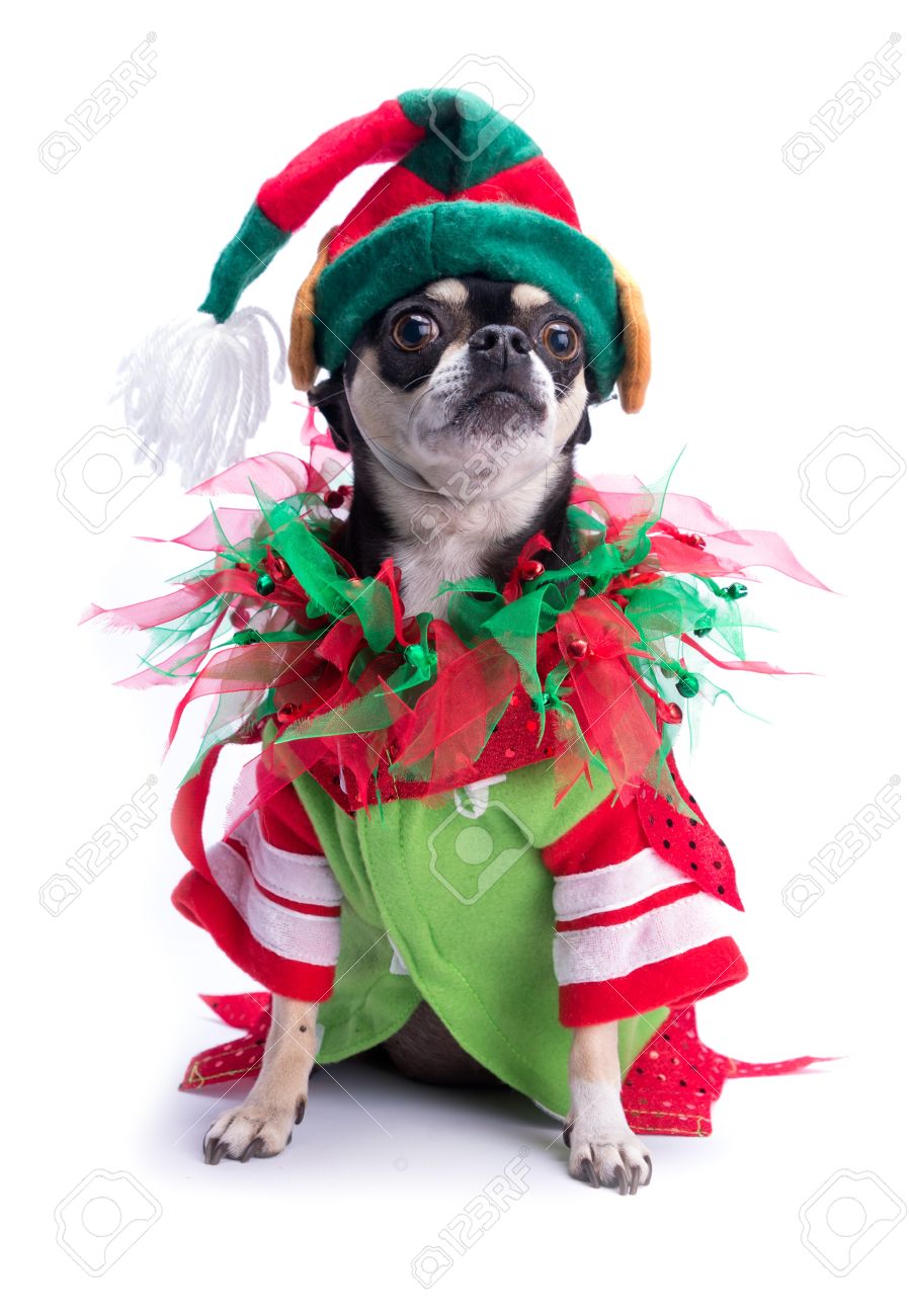 Chihuahua elf costume cheap