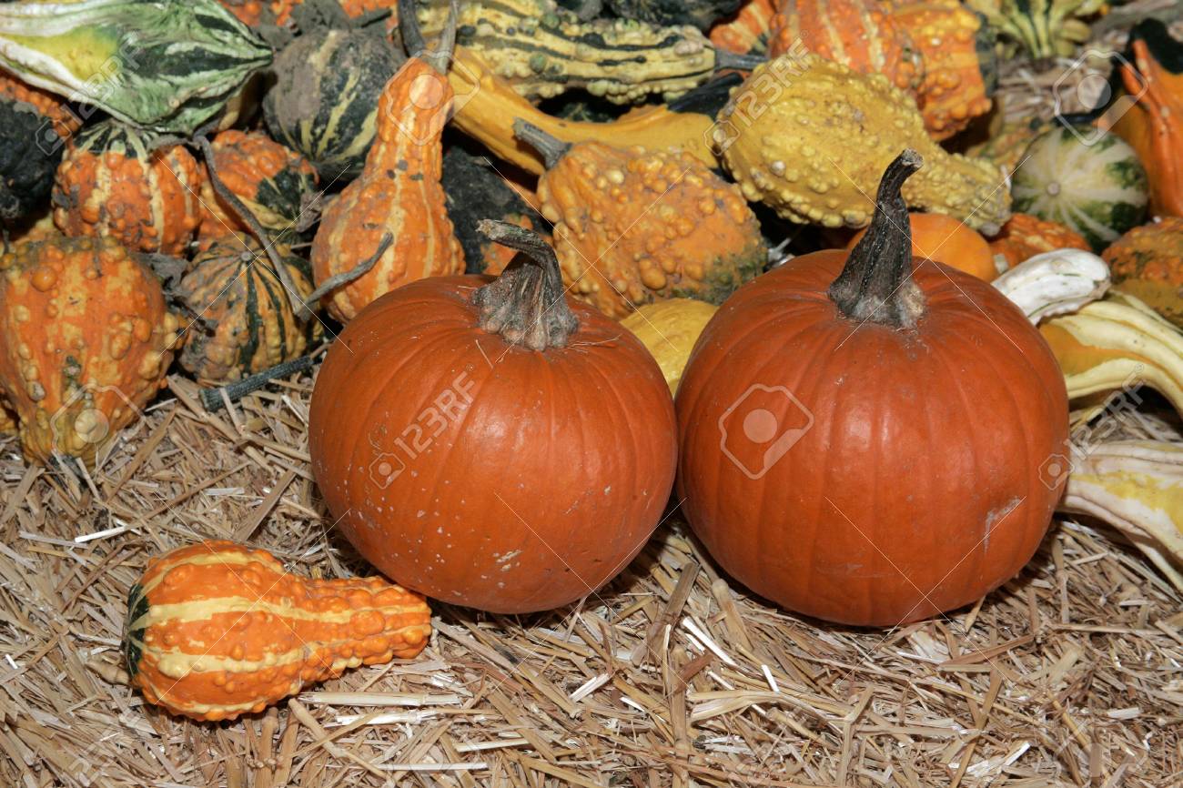 small pumpkins and ghourds stock photo picture and royalty free