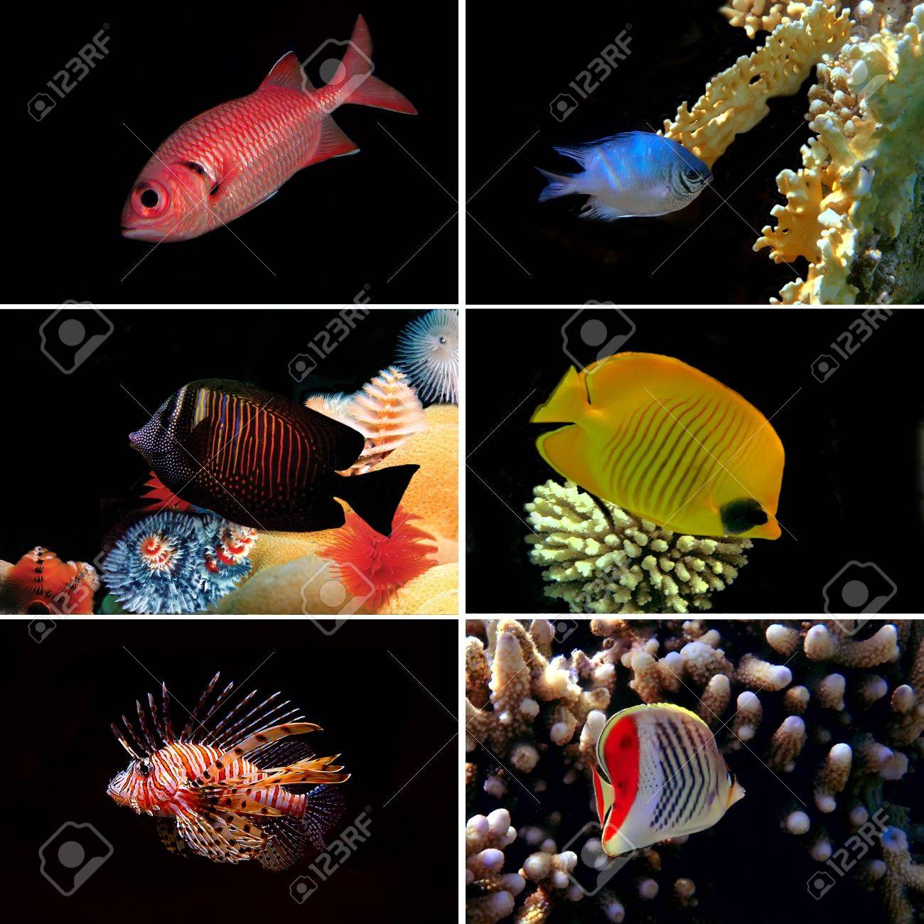 熱帯魚コレクション Bannerfish Labroides について 2 つの禁止アイゴ赤啄木鳥ベラ の写真素材 画像素材 Image 熱帯魚コレクション Bannerfish Labroides について 2 つの禁止アイゴ赤啄木鳥ベラ の写真素材 画像素材 Image