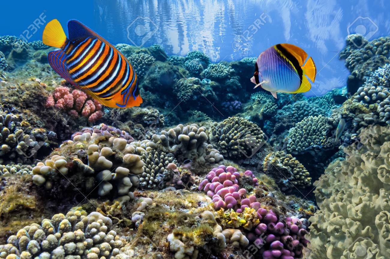 Poissons Tropicaux Sur Les Récifs Coralliens De La Mer Rouge - 