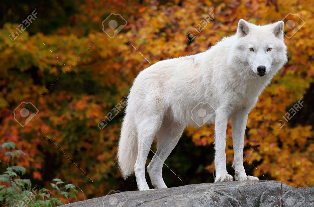 Arctic Wolf Looking at the Camera on a Fall Day - 5688424 Arctic Wolf Looking at the Camera on a Fall Day - 5688424