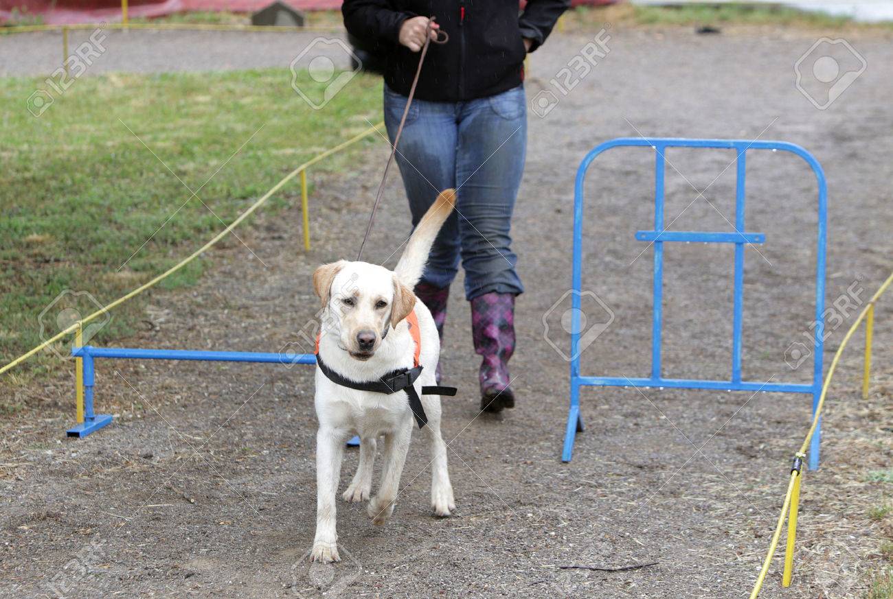 Una Persona Ciega Es Liderado Por Su Perro Guía Golden Retriever Durante El último Entrenamiento Para El Perro Los Perros Son Sometidos A Varios - 