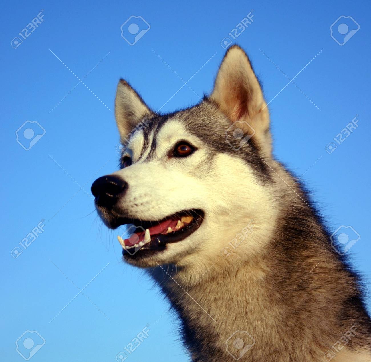 husky siberien malamute