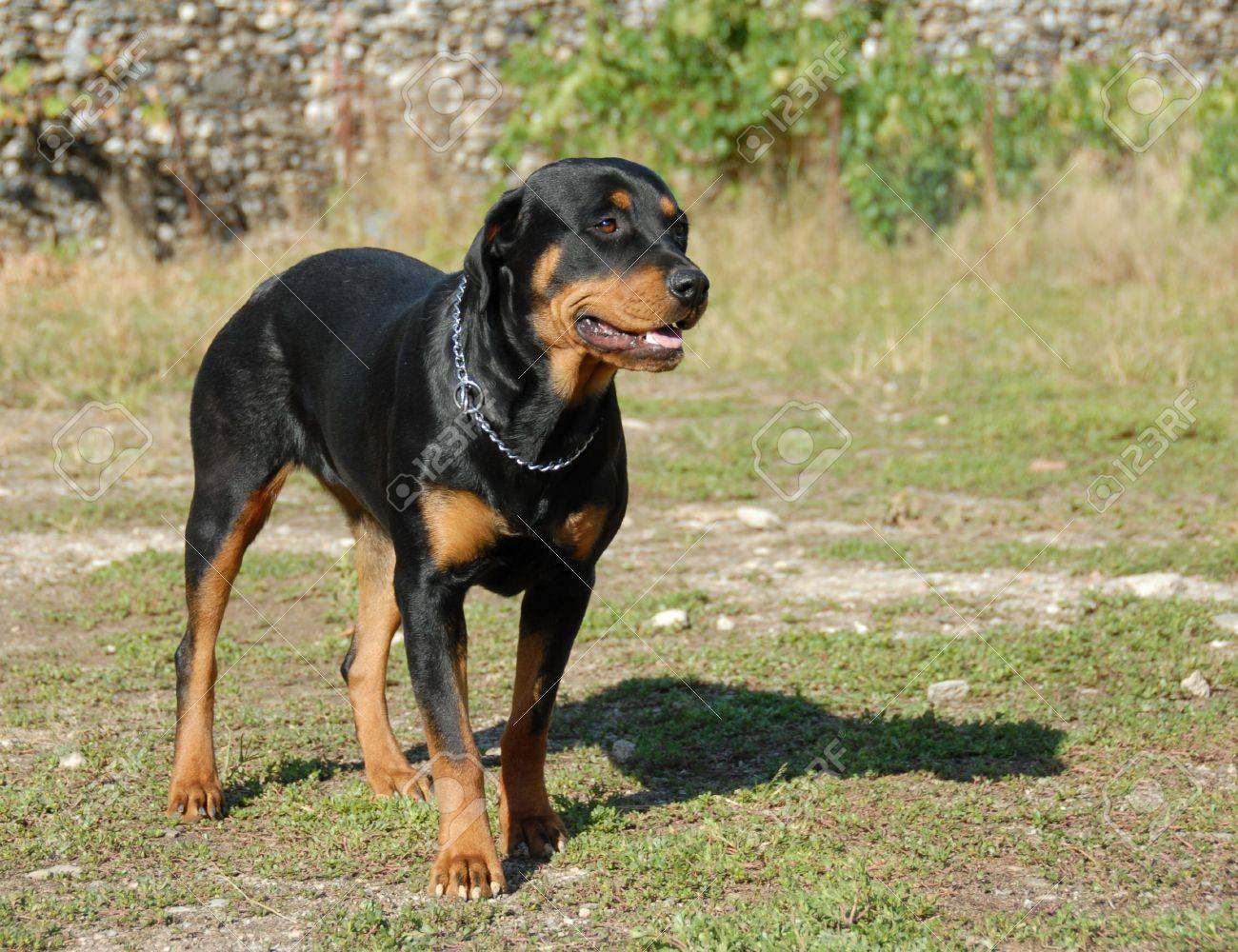 purebred female rottweiler