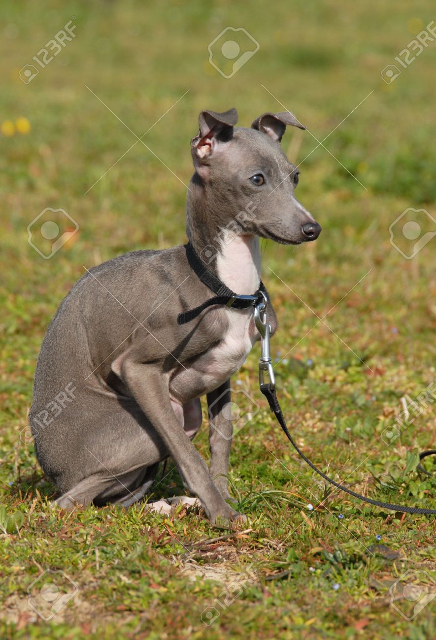 grey puppy