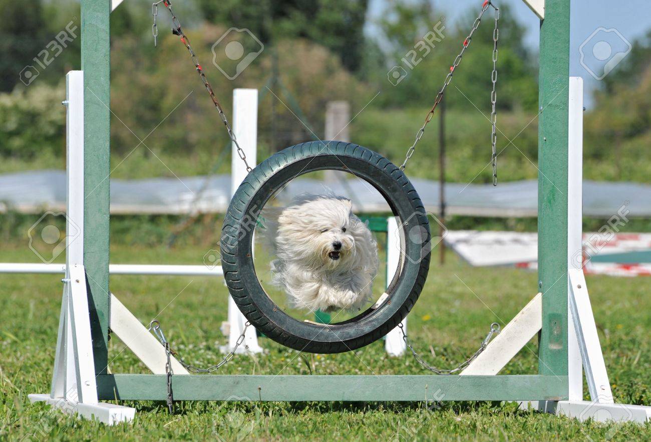 maltese agility