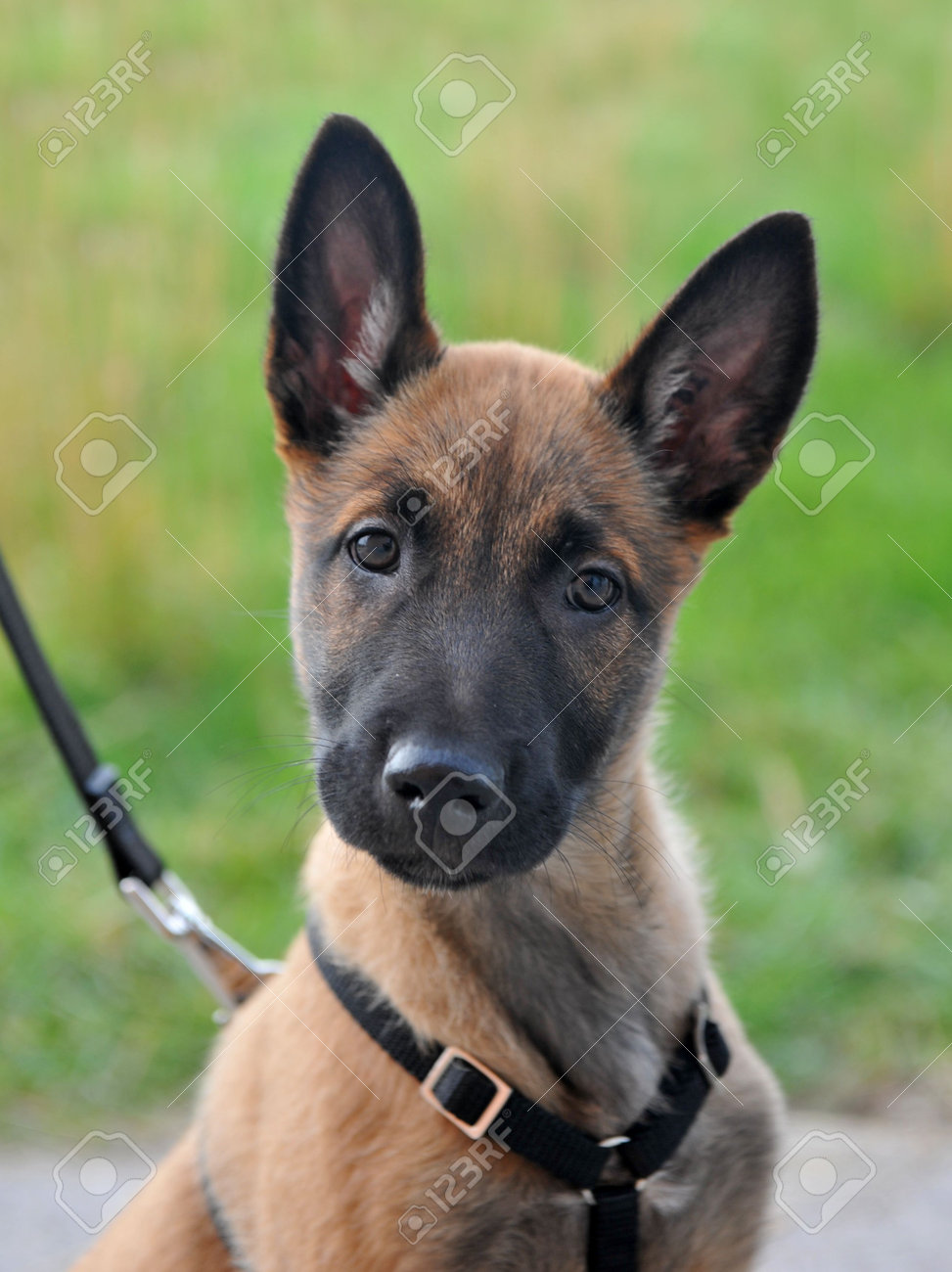purebred belgian malinois puppy