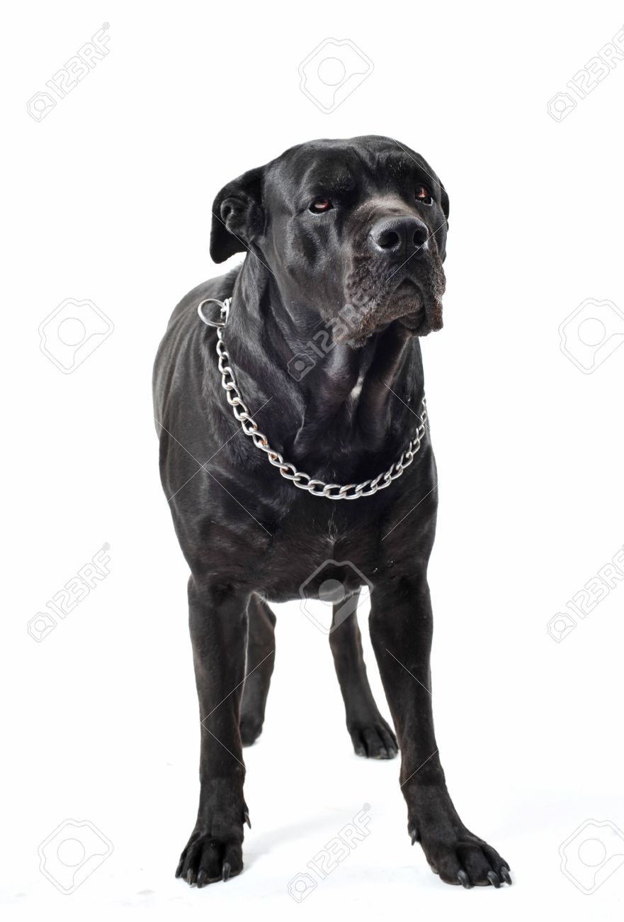 Portrait Of A Purebred Black Italian Mastiff Or Cane Corso In