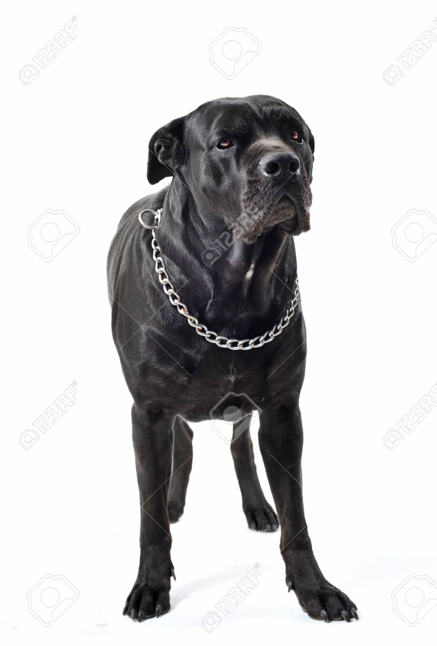 mastiff black