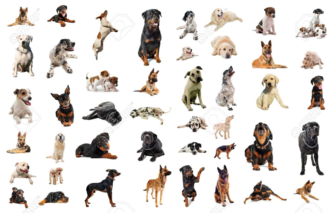 pictures of purebred dogs