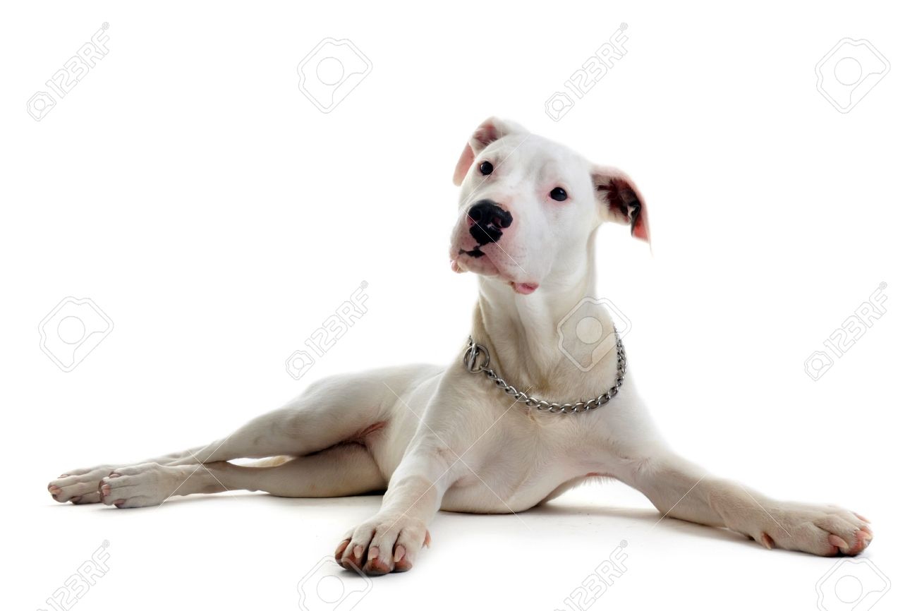 白い背景の前に純血種の子犬アルゼンチン犬の肖像画 の写真素材 画像素材 Image