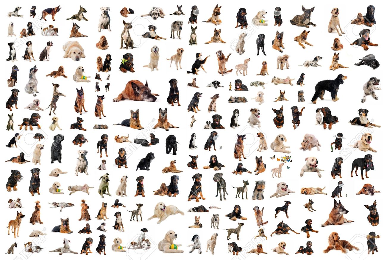 Composite Picture With Purebred Dogs In A White Background