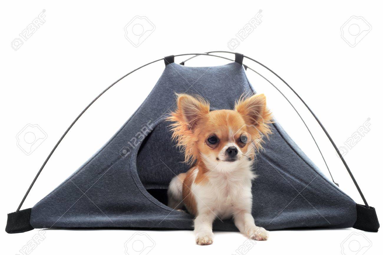 portrait of a cute purebred puppy chihuahua in a tent in front of white background - 10204295 portrait of a cute purebred puppy chihuahua in a tent in front of white background - 10204295