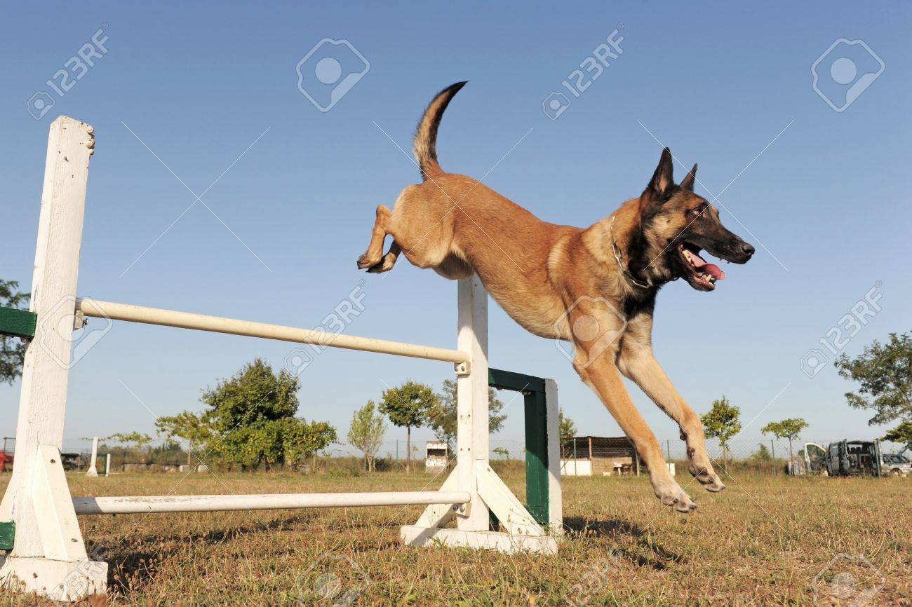 belgian shepherd malinois training purebred belgian sheepdog malinois in a training of agility stock belgian shepherd malinois training purebred belgian sheepdog malinois in a training of agility stock