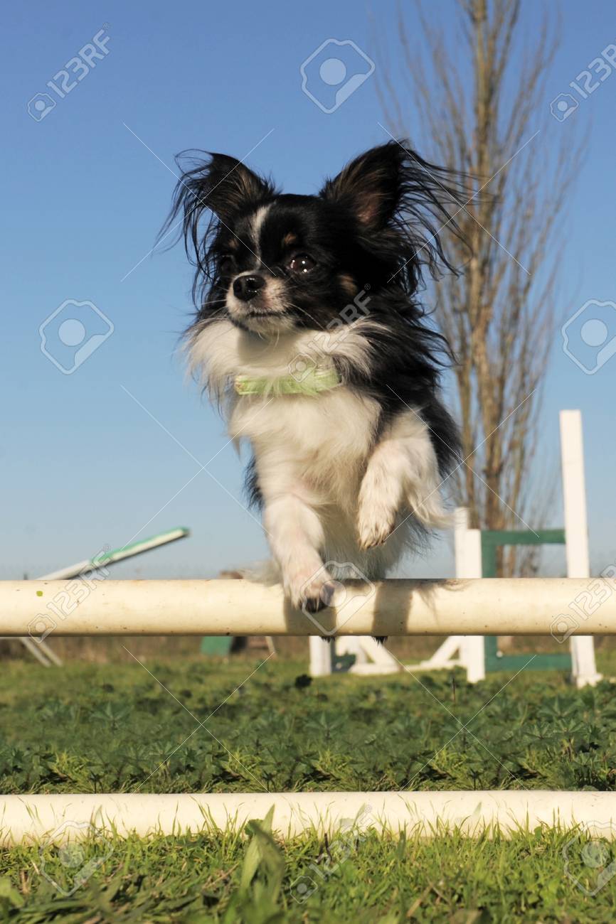 chihuahua agility training