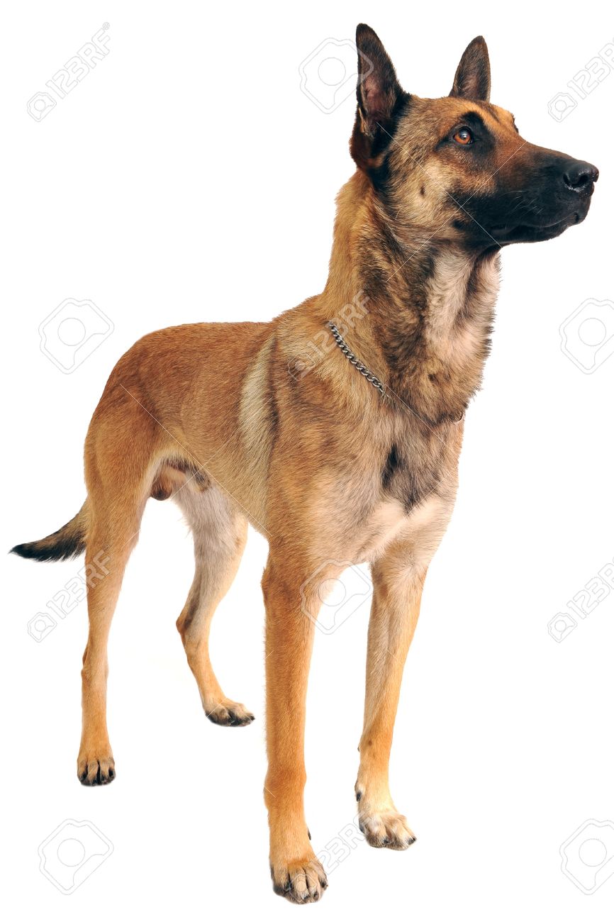 belgian shepherd dog malinois