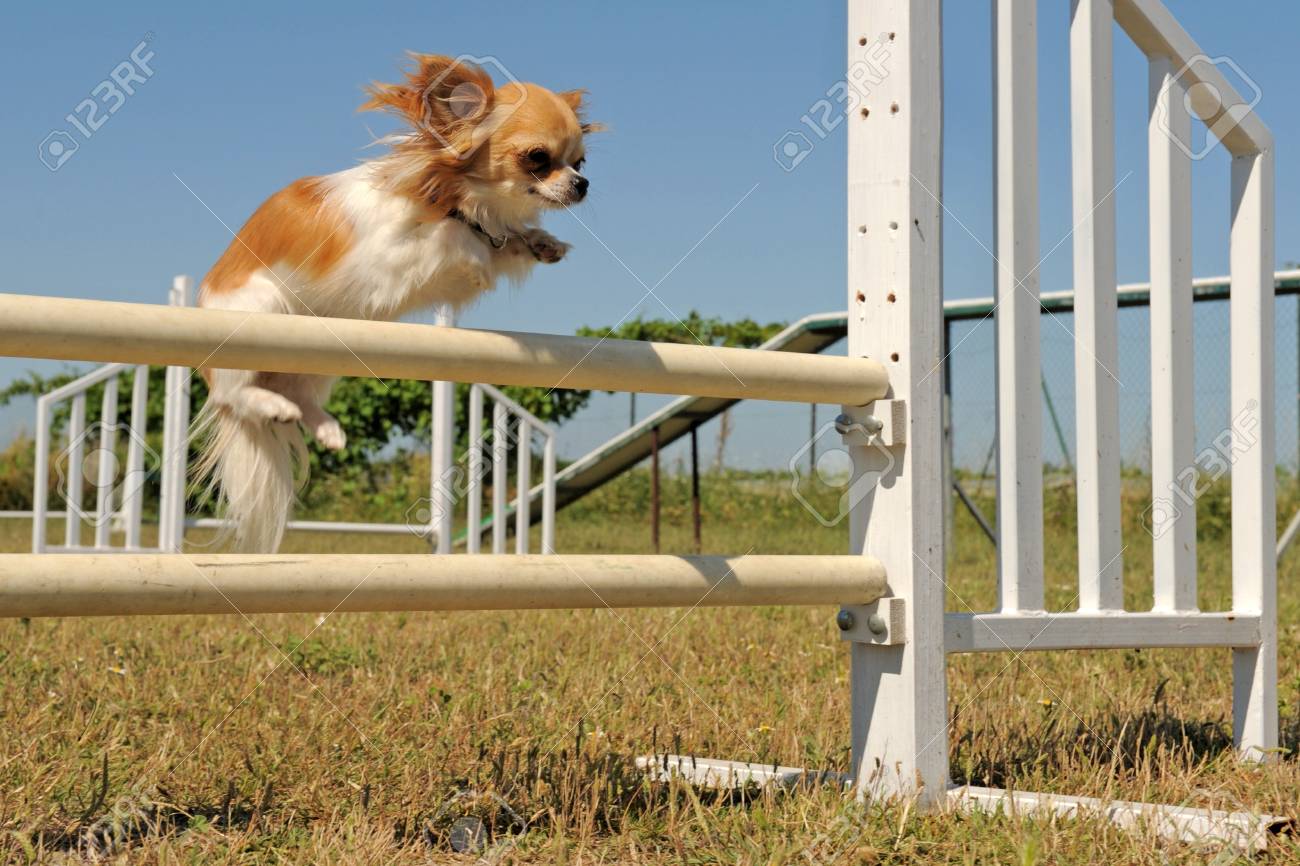 chihuahua agility training