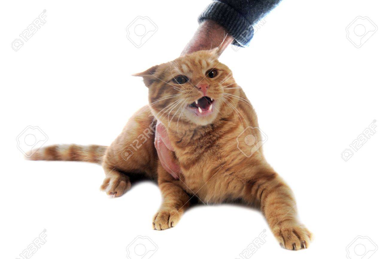 Ginger Cat Aggressive And Hand In Front Of White Background Stock Photo Picture And Royalty Free Image Image 14791817