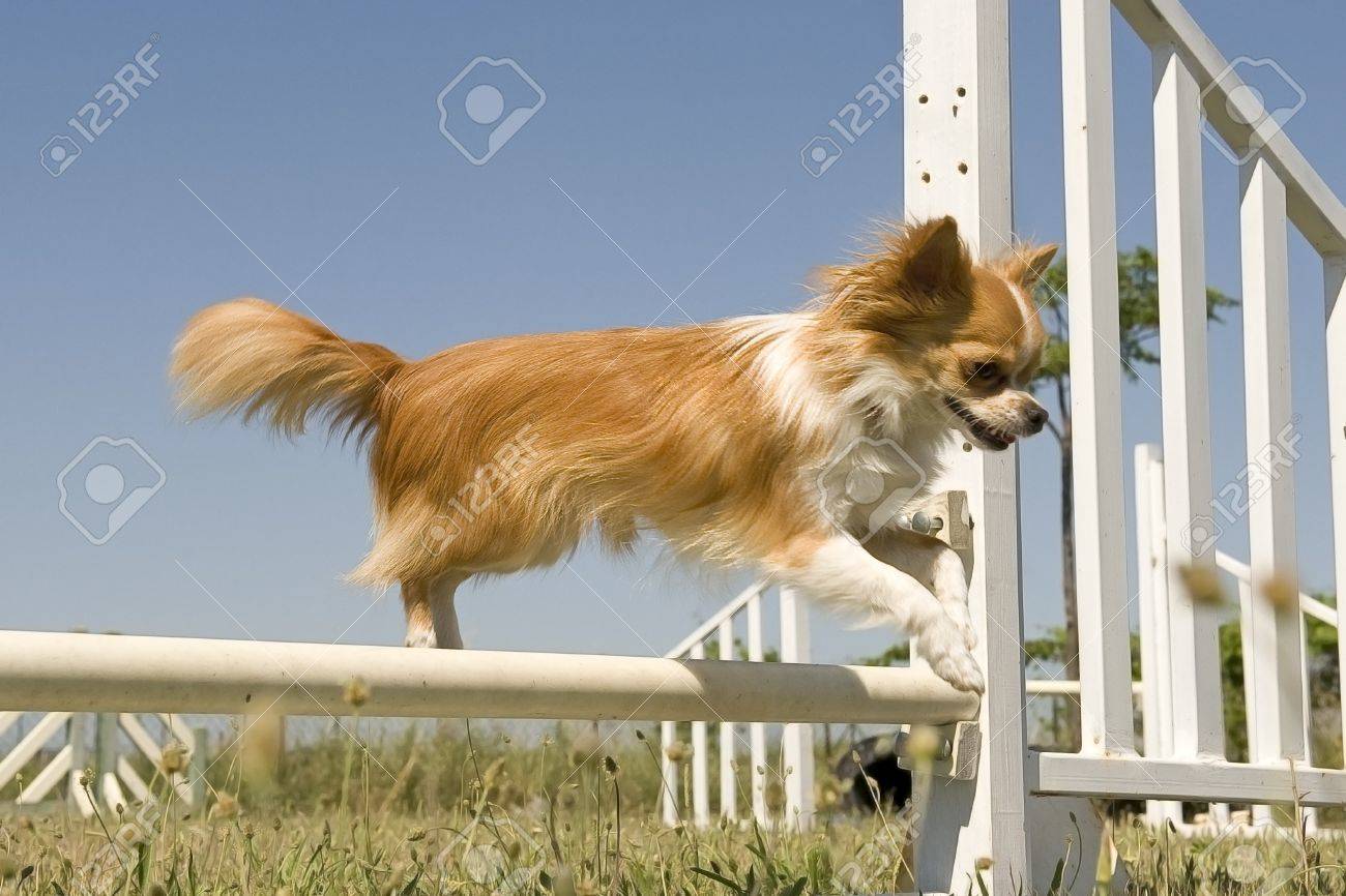 chihuahua agility training