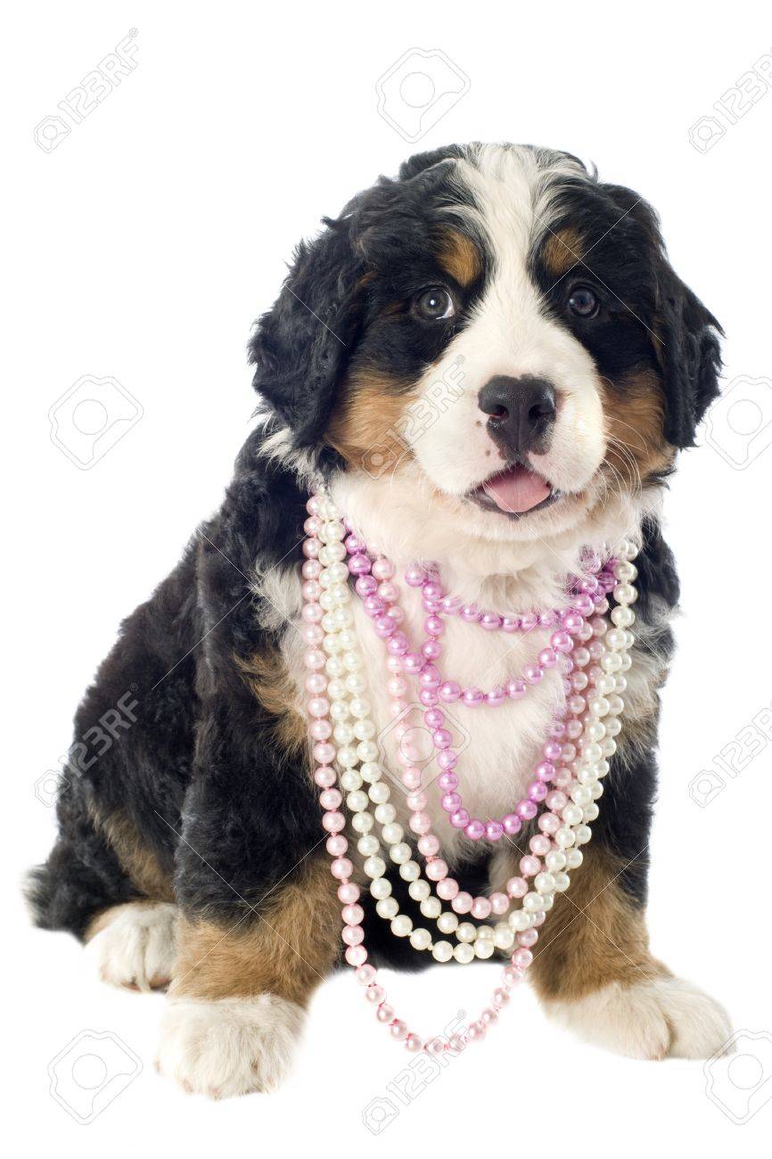 bernese mountain dog collar