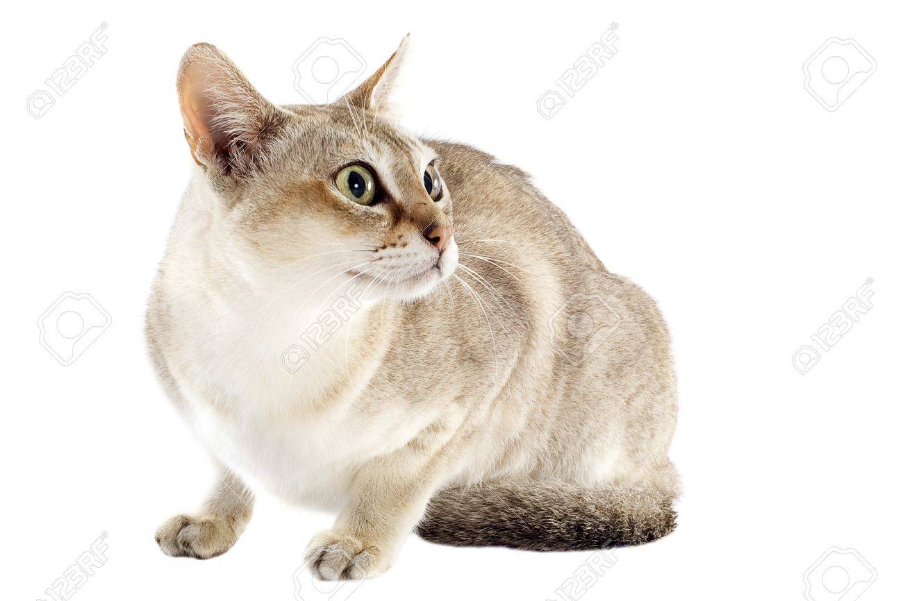 Portrait Of A Purebred Singapura Cat On A White Background Stock Photo Picture And Royalty Free Image Image 15011362