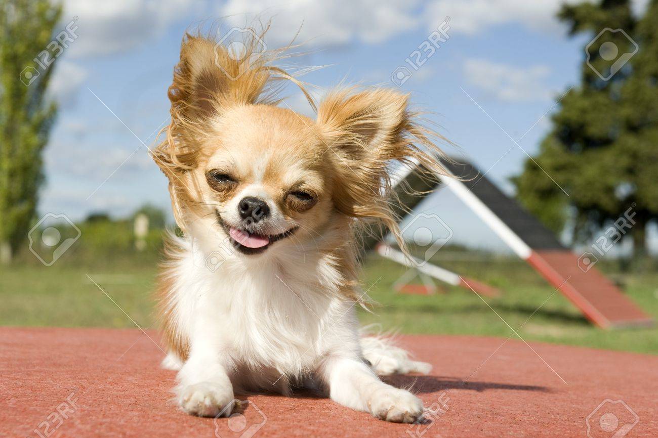 chihuahua agility training